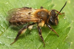 Andrena scotica