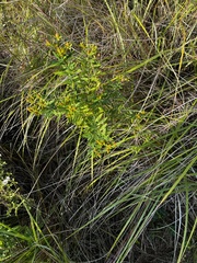 Hypericum kalmianum
