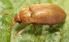 Byturus tomentosus