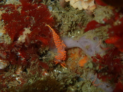 Austraeolis stearnsi