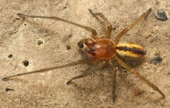 Cheiracanthium erraticum