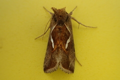 Macdunnoughia confusa