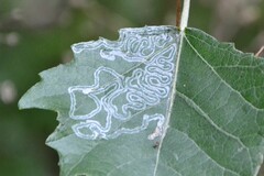 Phyllocnistis labyrinthella