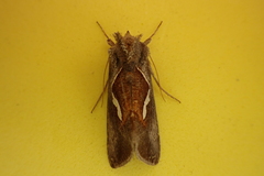 Macdunnoughia confusa