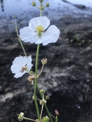 Sagittaria