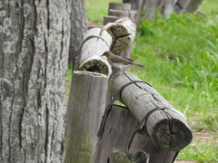 Turdus amaurochalinus