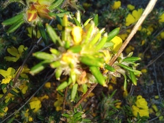 Hibbertia depressa