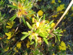 Hibbertia depressa