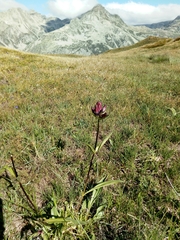 Gentiana purpurea