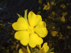 Hibbertia depressa