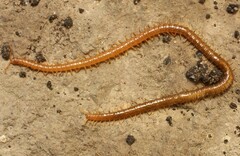 Haplophilus subterraneus