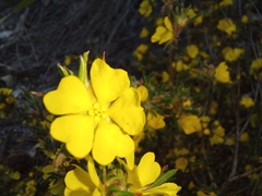 Hibbertia depressa
