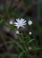 Solidago ptarmicoides