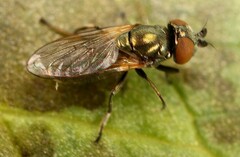 Lejogaster metallina