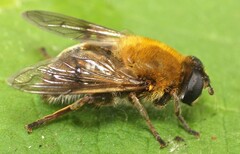 Mallota cimbiciformis