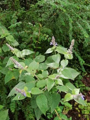 Salvia polystachia