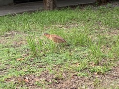 Gorsachius melanolophus