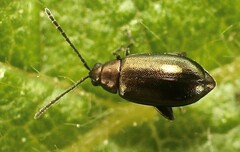 Phyllotreta nigripes