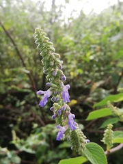 Salvia polystachia