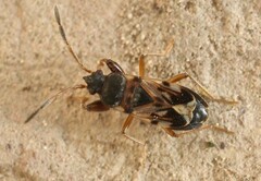 Scolopostethus affinis