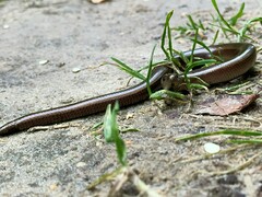Anguis colchica