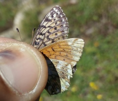 Boloria napaea