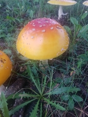 Amanita muscaria
