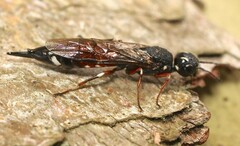 Xiphydria prolongata