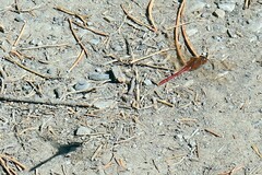 Sympetrum costiferum