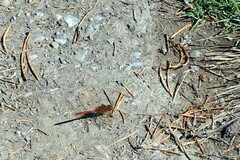 Sympetrum costiferum
