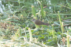 Acrocephalus orientalis