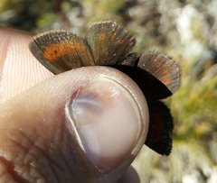 Erebia epiphron