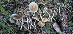 Psilocybe serbica