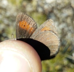Erebia epiphron