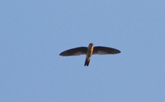 Aerodramus germani