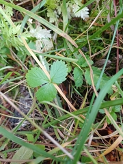 Fragaria viridis