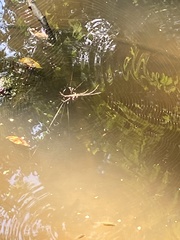 Tetragnatha laboriosa