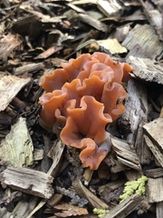 Guepinia helvelloides