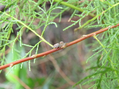 Chira gounellei