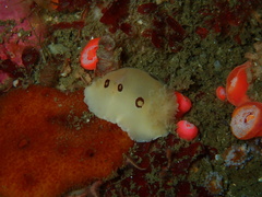 Diaulula sandiegensis