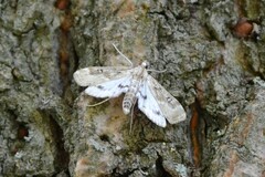 Parapoynx stratiotata