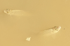 Barbonymus gonionotus