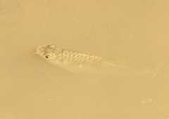 Barbonymus gonionotus