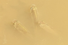 Barbonymus gonionotus