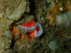 Coryphella
