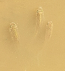 Barbonymus gonionotus