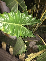 Alocasia sinuata