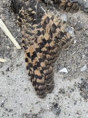 Phalaenoptilus nuttallii