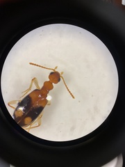 Stricticomus tobias