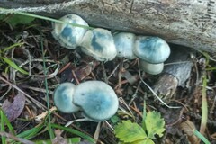 Psilocybe serbica